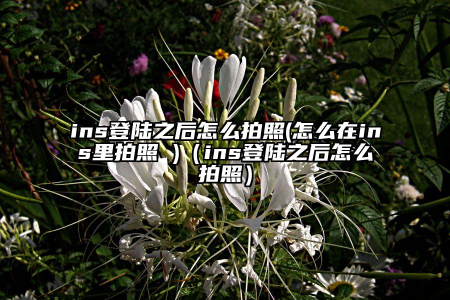 ins登陆之后怎么拍照(怎么在ins里拍照 )（ins登陆之后怎么拍照）