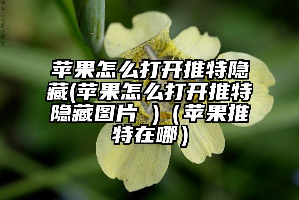 苹果怎么打开推特隐藏(苹果怎么打开推特隐藏图片 )（苹果推特在哪）