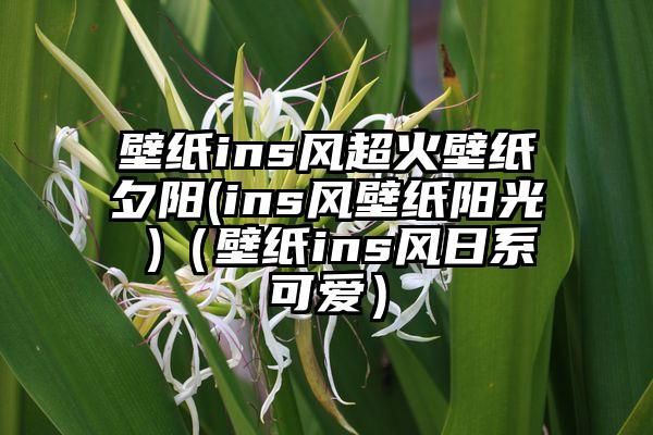 壁纸ins风超火壁纸夕阳(ins风壁纸阳光 )（壁纸ins风日系可爱）