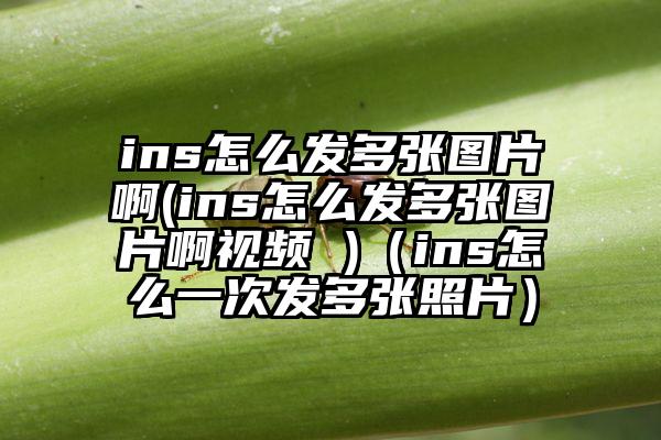 ins怎么发多张图片啊(ins怎么发多张图片啊视频 )（ins怎么一次发多张照片）