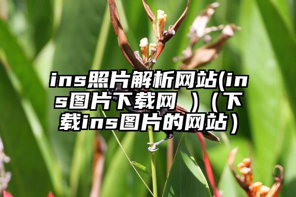 ins照片解析网站(ins图片下载网 )（下载ins图片的网站）