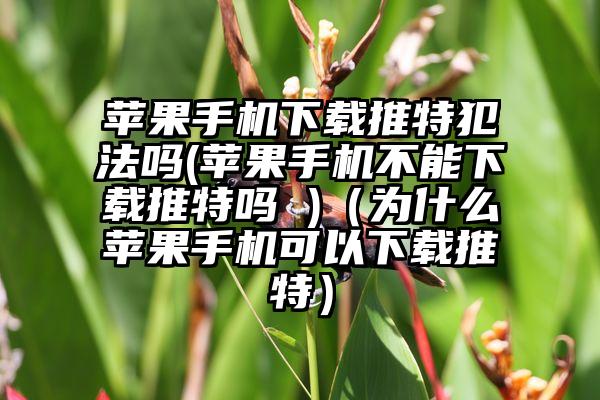 苹果手机下载推特犯法吗(苹果手机不能下载推特吗 )（为什么苹果手机可以下载推特）