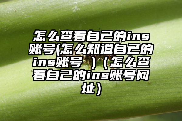 怎么查看自己的ins账号(怎么知道自己的ins账号 )（怎么查看自己的ins账号网址）