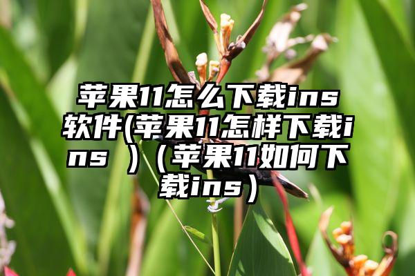 苹果11怎么下载ins软件(苹果11怎样下载ins )（苹果11如何下载ins）