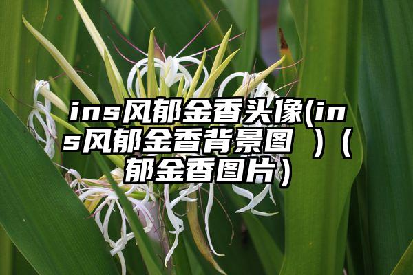 ins风郁金香头像(ins风郁金香背景图 )（郁金香图片）