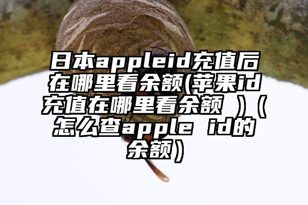 日本appleid充值后在哪里看余额(苹果id充值在哪里看余额 )（怎么查apple id的余额）