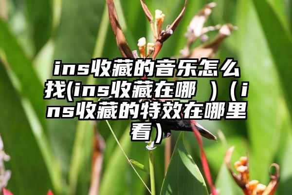 ins收藏的音乐怎么找(ins收藏在哪 )（ins收藏的特效在哪里看）