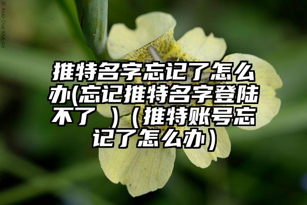 推特名字忘记了怎么办(忘记推特名字登陆不了 )（推特账号忘记了怎么办）