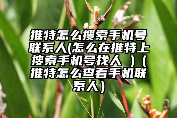 推特怎么搜索手机号联系人(怎么在推特上搜索手机号找人 )（推特怎么查看手机联系人）