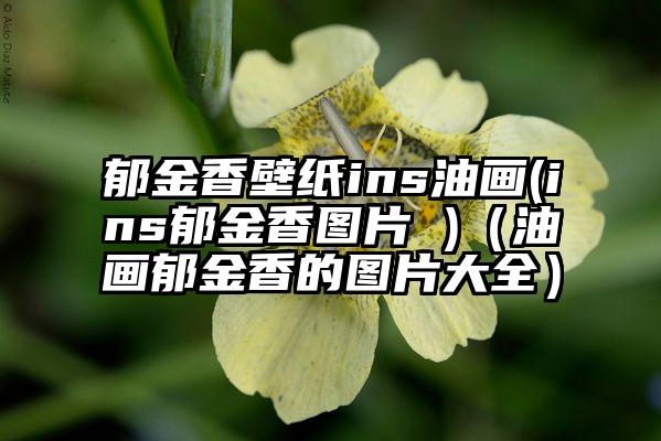 郁金香壁纸ins油画(ins郁金香图片 )（油画郁金香的图片大全）