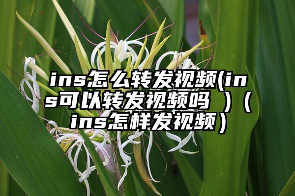 ins怎么转发视频(ins可以转发视频吗 )（ins怎样发视频）