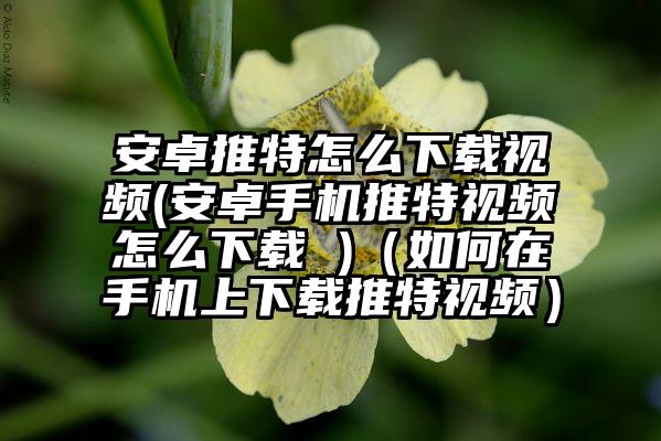 安卓推特怎么下载视频(安卓手机推特视频怎么下载 )（如何在手机上下载推特视频）