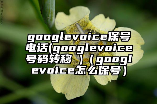 googlevoice保号电话(googlevoice号码转移 )（googlevoice怎么保号）