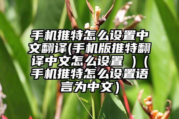 手机推特怎么设置中文翻译(手机版推特翻译中文怎么设置 )（手机推特怎么设置语言为中文）