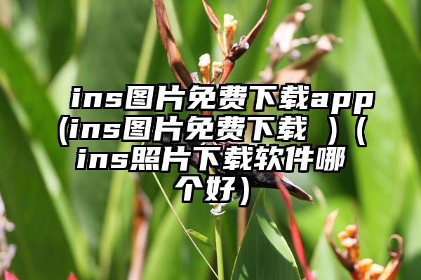 ins图片免费下载app(ins图片免费下载 )（ins照片下载软件哪个好）